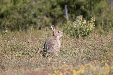 Wild rabbit in the grass