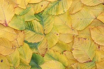 Autumn yellow foliage, background. Autumn concept. Leaves laid out on the surface next to each other