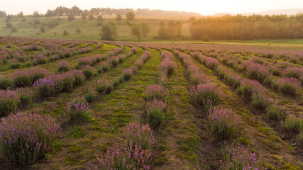 Fototapeta na wymiar Lavender flower in the field panoramic view