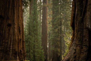 Smoke Hangs In The Air In Giant Sequoia Grove