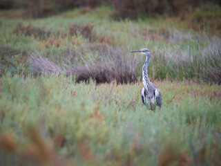 Garza Real (Ardea cinerea) en las marismas