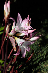 Belladonna flowers (poisonous plant)