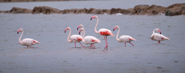Grupo de Flamencos (Phoenicopterus roseus) en las Salinas del Parque Nacional de Doñana © Miguel Photography
