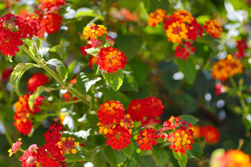 Colourful lantana flowers composition