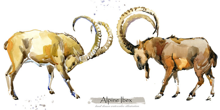 Mountain Wild Goat isolated on white watercolor illustration. Alpine Ibex