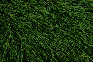 fresh green grass full frame