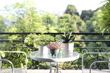 Mini Turtle Plant and mini snake plant on glass table relax corner balcony view