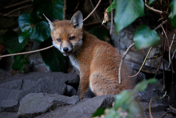 Fox cubs emerging from the den in the garden