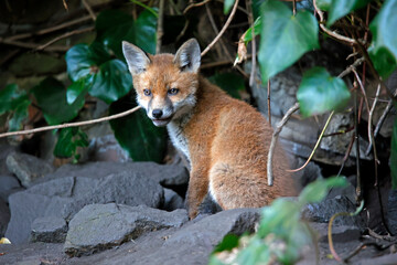 Fox cubs emerging from the den in the garden