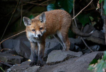 Fox cubs emerging from the den in the garden