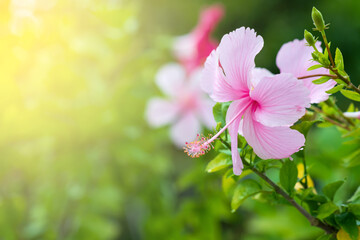 Pink hibiscus flower blooming on green nature background. Tropical lush foliage, sunny exotic blooming floral nature. Bokeh blur natural garden, closeup flora in summer garden