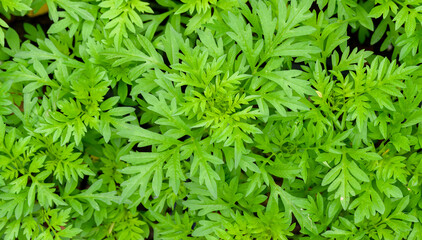 abstract stunning green leaf texture, tropical leaf foliage nature dark green background