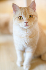 portrait of cute cat laying on the floor. selective focus point