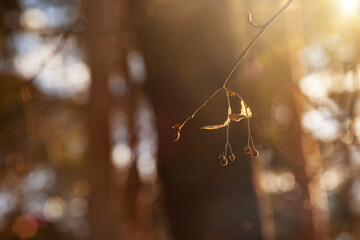 dry linden fruits in autumn illuminated by the sun. autumn background. Dry leaves on a tree in autumn