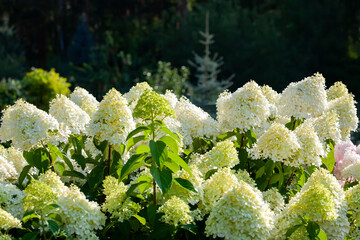 Gorgeous inflorescences of white green hydrangea paniculata in the summer garden, sunny by the sun, vertical. Hydrangea limelight.