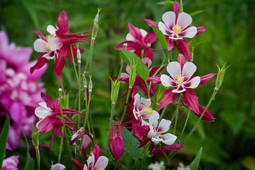 Pink aquilegia in the grass in the bed