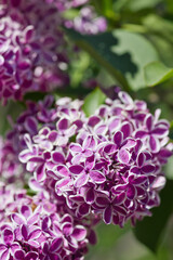 clusters of an unusual purple lilac with a white border close up