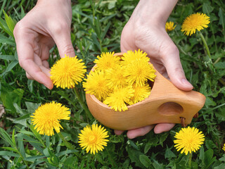 Human hands collects dandelion flowers in a wooden mug among the meadow of blooming blowball,...