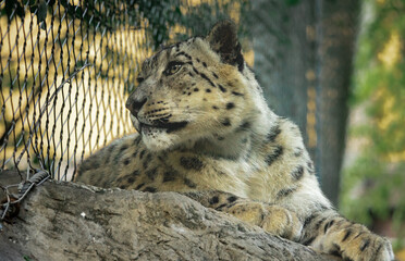 Snow Leopard closeup in zoo setting located in Nashville Tennessee.