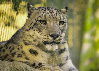 Snow Leopard closeup in zoo setting located in Nashville Tennessee.