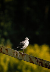 Möwe Vogel am See