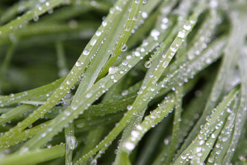 Pasto gotas rocio