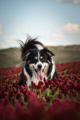 Fototapeta na wymiar Border collie is standing in crimson clover. He has so funny face he is smilling