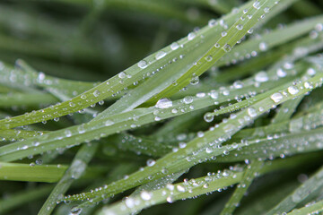 Pasto gotas rocio