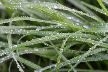 Pasto gotas rocio