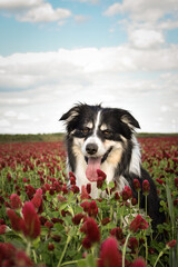 Border collie is standing in crimson clover. He has so funny face he is smilling