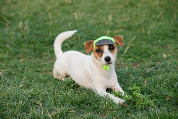 Cute small doggy, funny puppy of Jack Russell Terrier strolling on green grass at public park in summer sunny day. Concept of animal life, vet, health, ad.