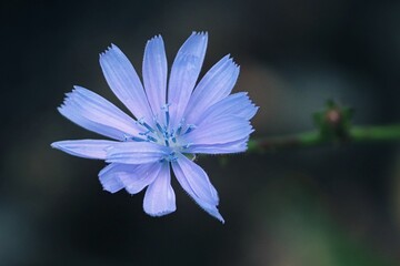blaue Blüte der Wegwarte - obrazy, fototapety, plakaty