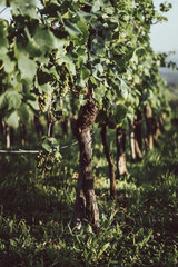 Fototapeta na wymiar Vine in vintage style with blurred background