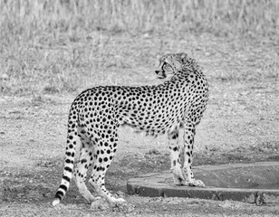 Cheetah