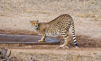 Cheetah