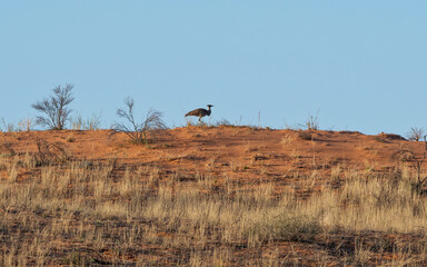 Kori Bustard