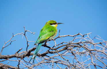 Swallow-tailed Bee-eater
