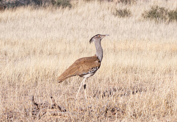 Kori Bustard