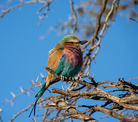 Lilac-breasted Roller