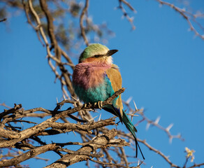 Lilac-breasted Roller