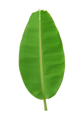 green banana leaf isolated on transparent background - PNG format.
