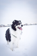 Tricolor border collie is standing in the snow. He is so fluffy dog.