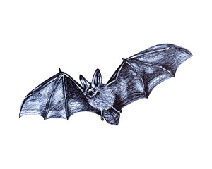 Hand drawing sketch of a bat on transparent background - PNG format.