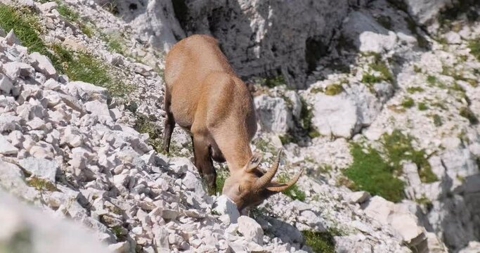 Wild animal, female alpine ibex (Capra ibex) in Triglav National park, Julian Alps, Slovenia. Close up.