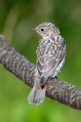 gray flycatcher
