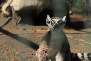 Lemur