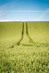 Corn field with tractor tracks going up a hill 