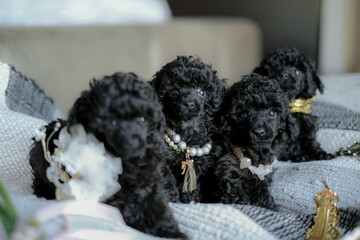 Four black poodle puppies sit in a basket in a room. Breeding black poodles in the kennel.
