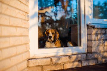 beagle looking through the window