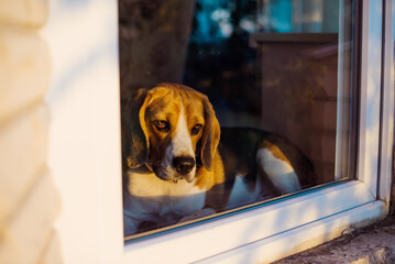 beagle looking through the window